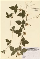 藏品(野毛扁豆)的圖片